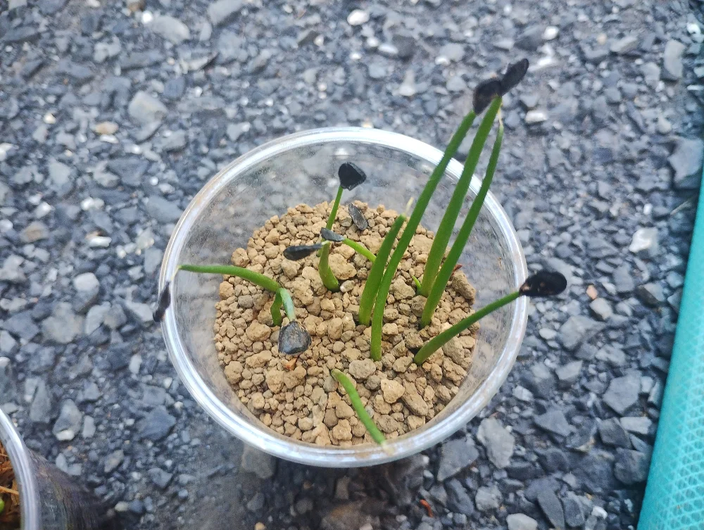 Agave parryi huachucensis Wakefield (アガベ パリー ウェイクフィールド)