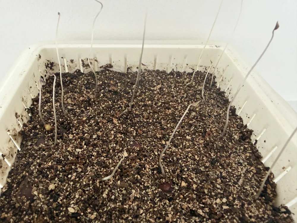Dioscorea elephantipes (ディオスコレア エレファンティペス)