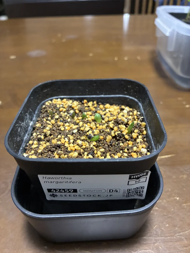 Haworthia margaritifera (ハオルチア マルガリティフェラ)