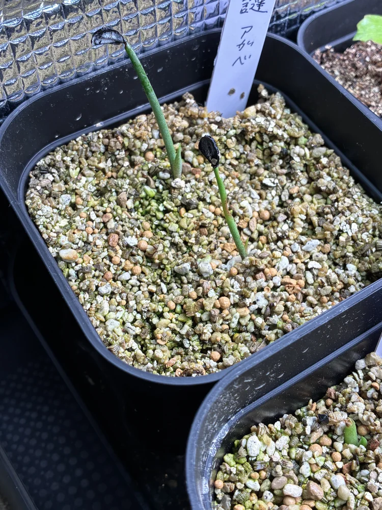 Agave ([プレゼント種子])