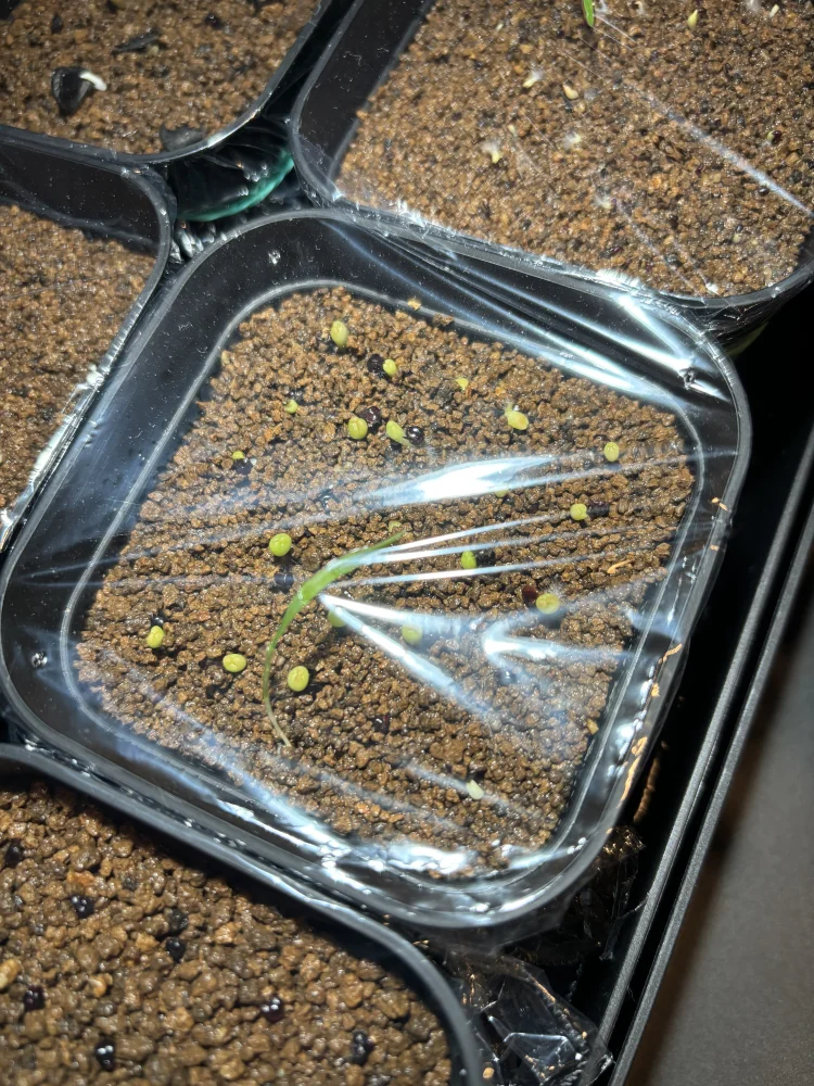 Astrophytum asterias (アストロフィツム アステリアス 兜)