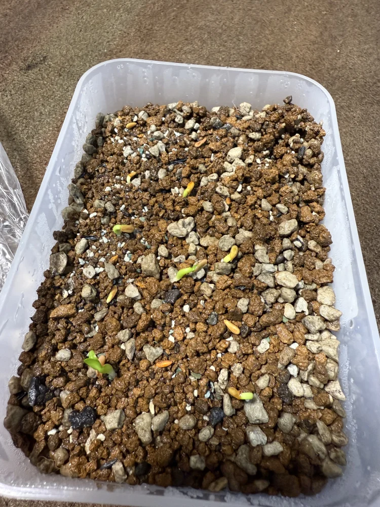 Pachypodium rosulatum var. gracilius (パキポディウム グラキリス)