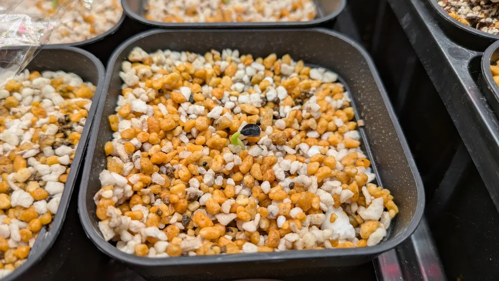 Agave victoriae-reginae 'Bustamante' (アガベ バスタマンテ)