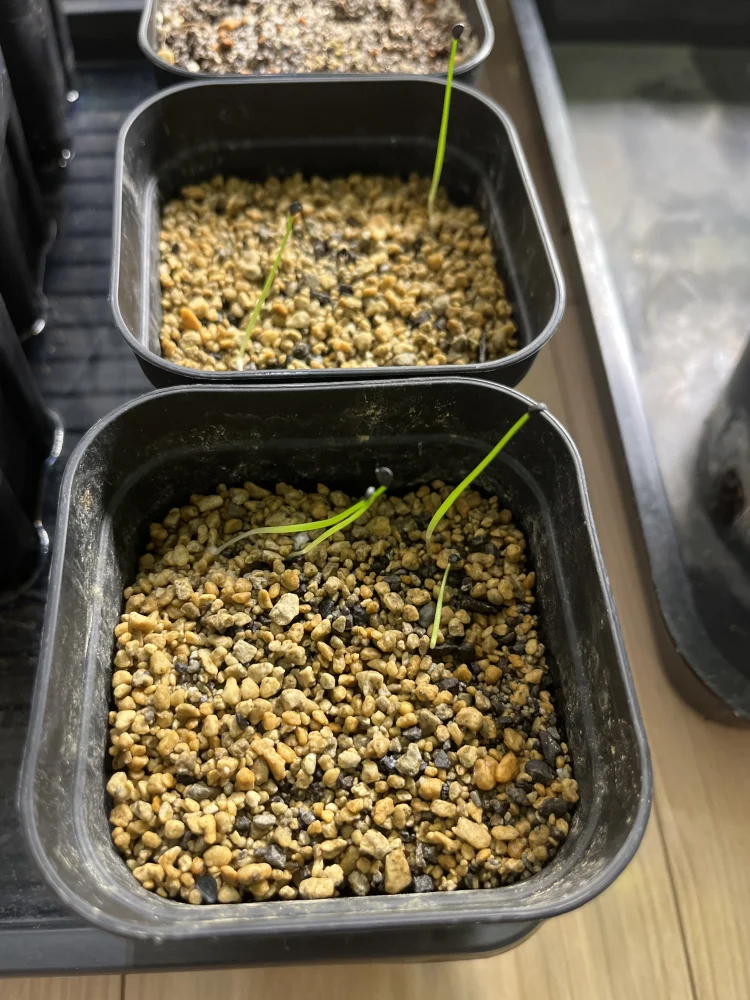 Agave multifilifera (アガベ マルチフィリフェラ)