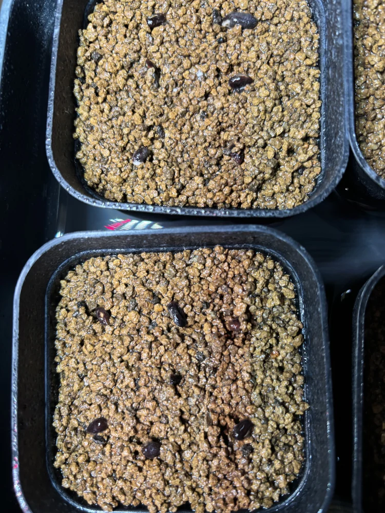 アカシア フサアカシア Acacia dealbata