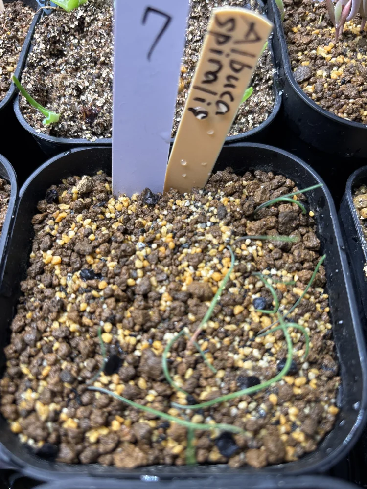 Albuca spiralis 'Frizzle Sizzle' (アルブカ スピラリス)