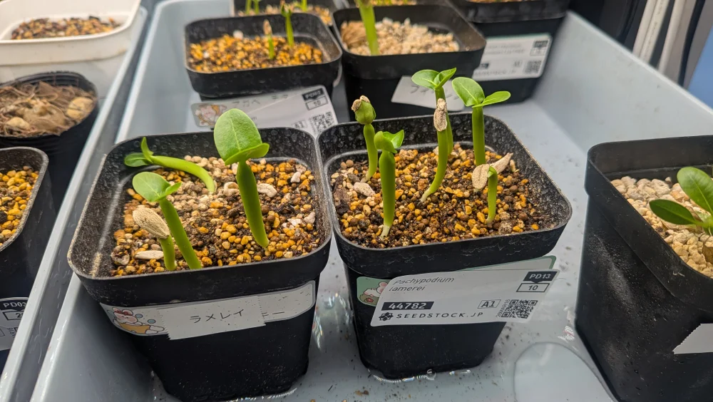 Pachypodium lamerei (パキポディウム ラメレイ)