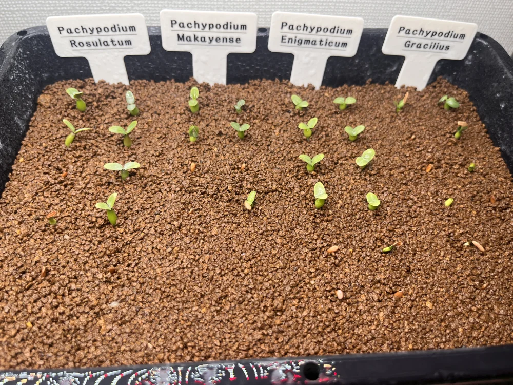パキポディウム エニグマチカム Pachypodium enigmaticum｜希少品種 塊根植物 初心者OK 発芽しやすい