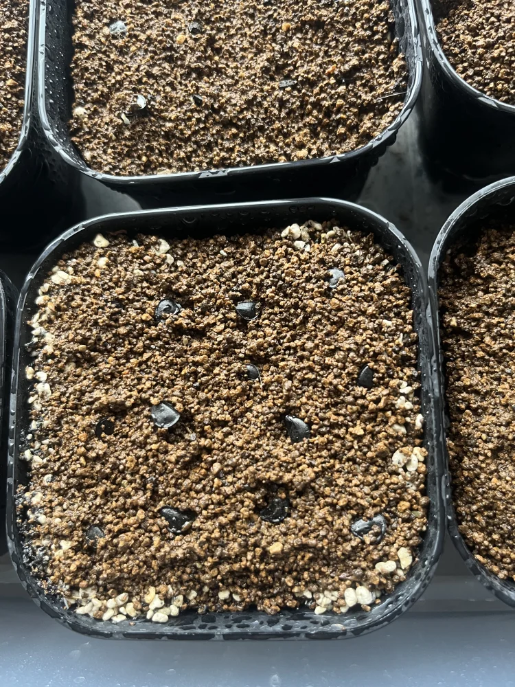 アガベ シーマニアナ Agave seemanniana