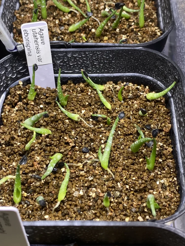  アガベ エボリスピナ Agave utahensis var. eborispina