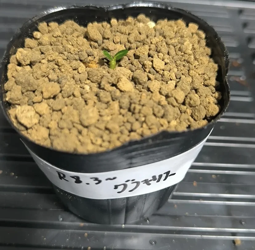 パキポディウム グラキリス Lot.2025H Pachypodium rosulatum var. gracilius Lot.2025H