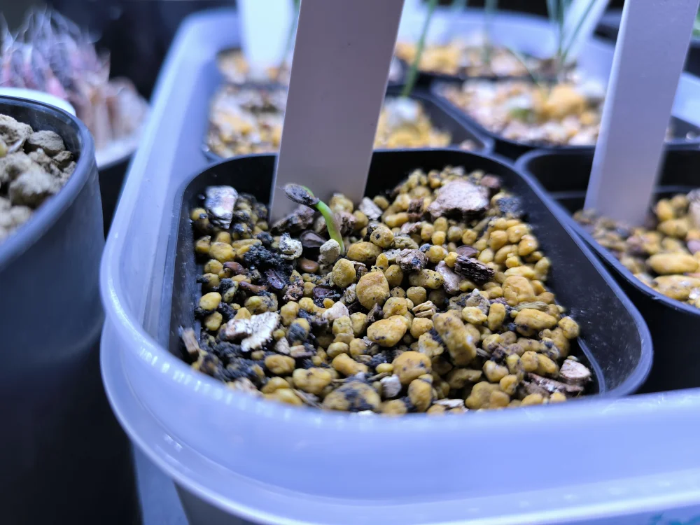 Pachypodium windsorii (パキポディウム ウィンゾリー)