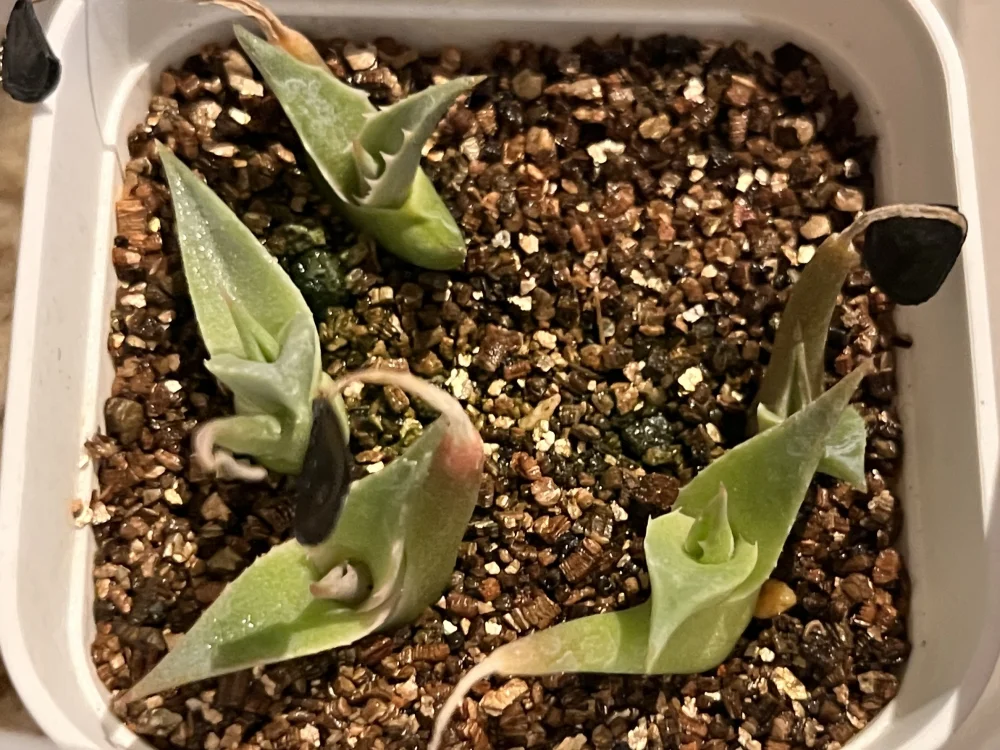 Agave sebastiana (アガベ セバスティアーナ)