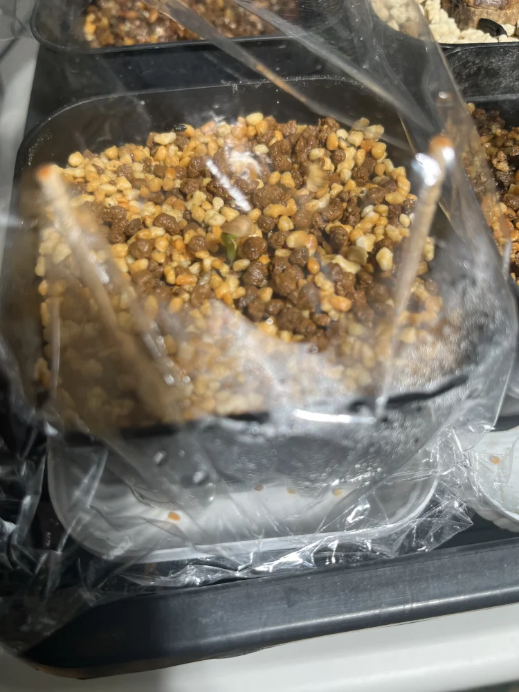 Pachypodium windsorii (パキポディウム ウィンゾリー)