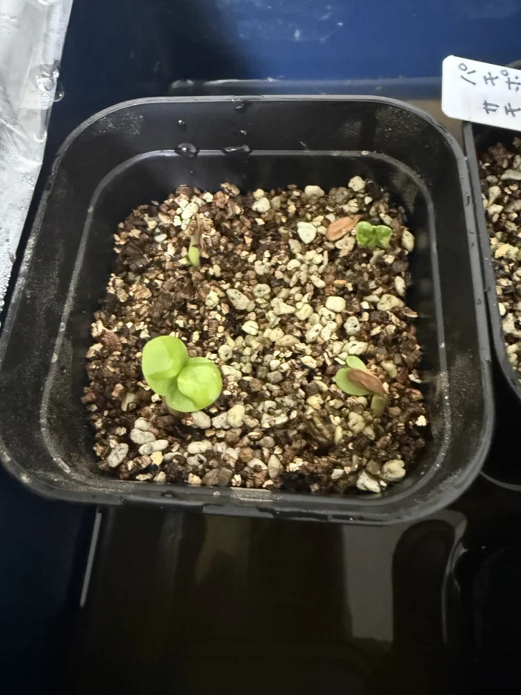 Pachypodium saundersii (パキポディウム サンデルシー)