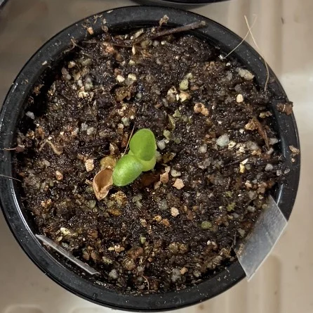種子] パキポディウム エブレネウム Pachypodium rosulatum var