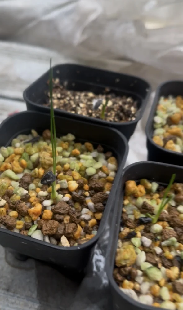 Xanthorrhoea gracilis (ザントロエア グラキリス)