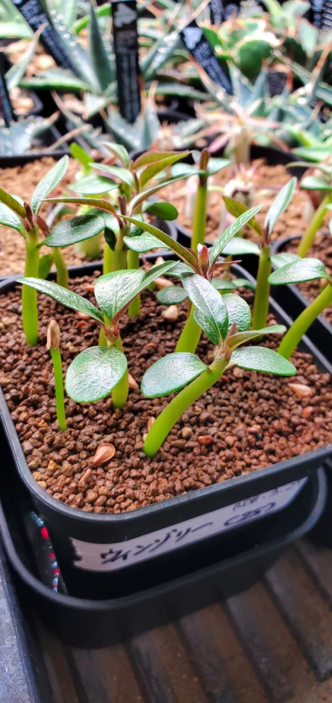 Pachypodium windsorii (パキポディウム ウィンゾリー)