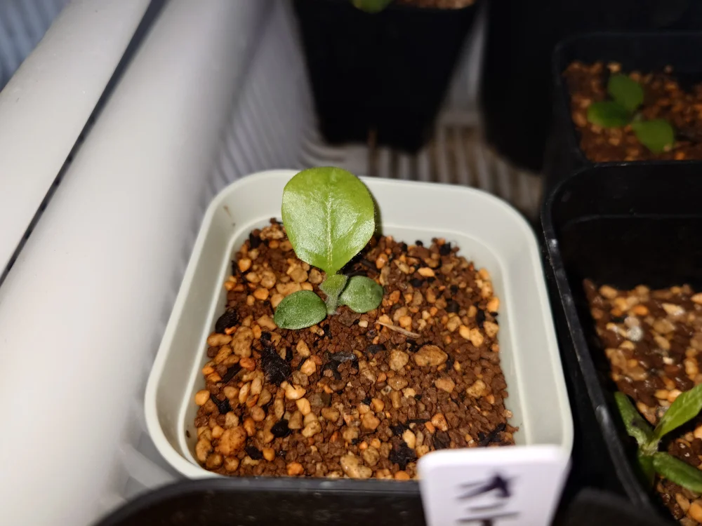 Gerbera jamesonii (ガーベラ ヤメソニー)