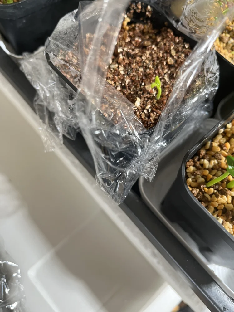 Pachypodium ambongense (パキポディウム アンボンゲンセ)