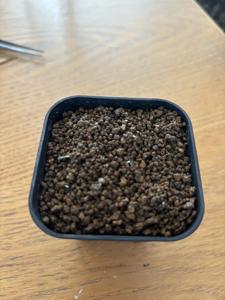 Agave utahensis var. eborispina 'Hayford' (アガベ エボリスピナ ヘイフォード)