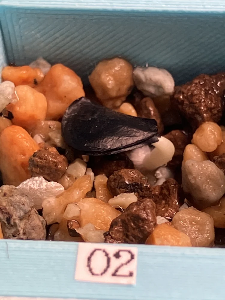 Agave isthmensis (アガベ イシスメンシス)