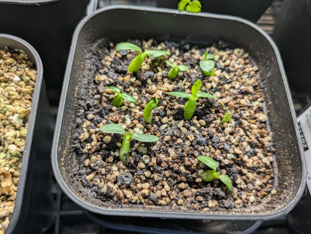 パキポディウム マカイエンセ Pachypodium rosulatum ssp. makayense | 塊根植物 コーデックス 魔界玉 マダガスカル 希少種