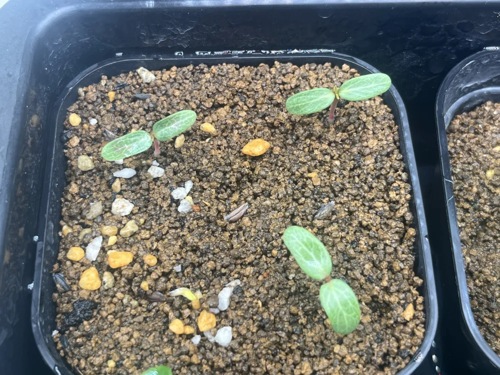 Fouquieria purpusii (フォークイエリア プルプシー)