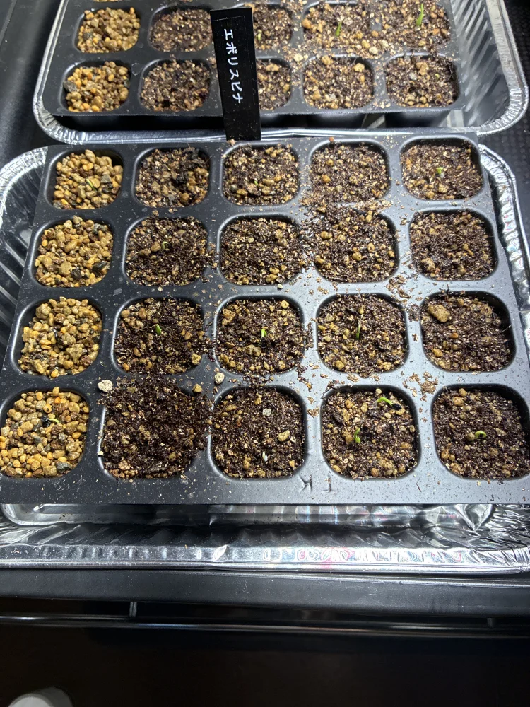 アガベ エボリスピナ Agave utahensis var. eborispina