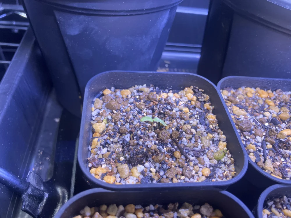 パキコルムス ディスカラー Pachycormus discolor