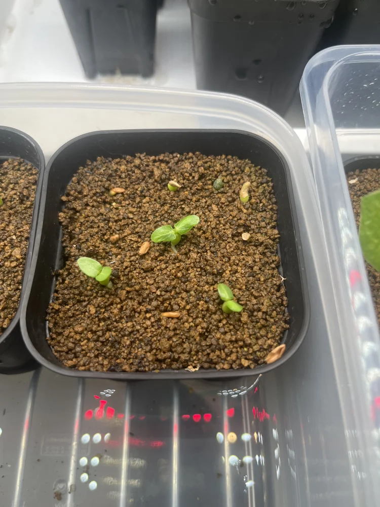 パキポディウム グラキリス Pachypodium rosulatum var. gracilius Lot.2025DEC