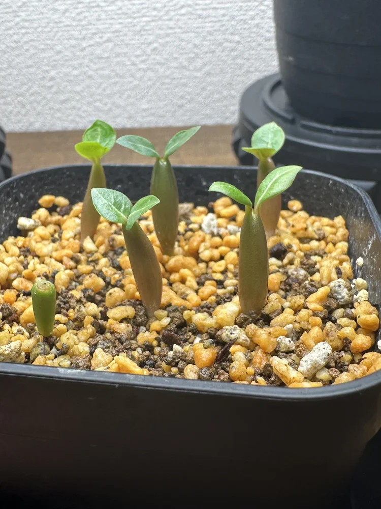 Adenium somalense var. crispum (アデニウム クリスパム)