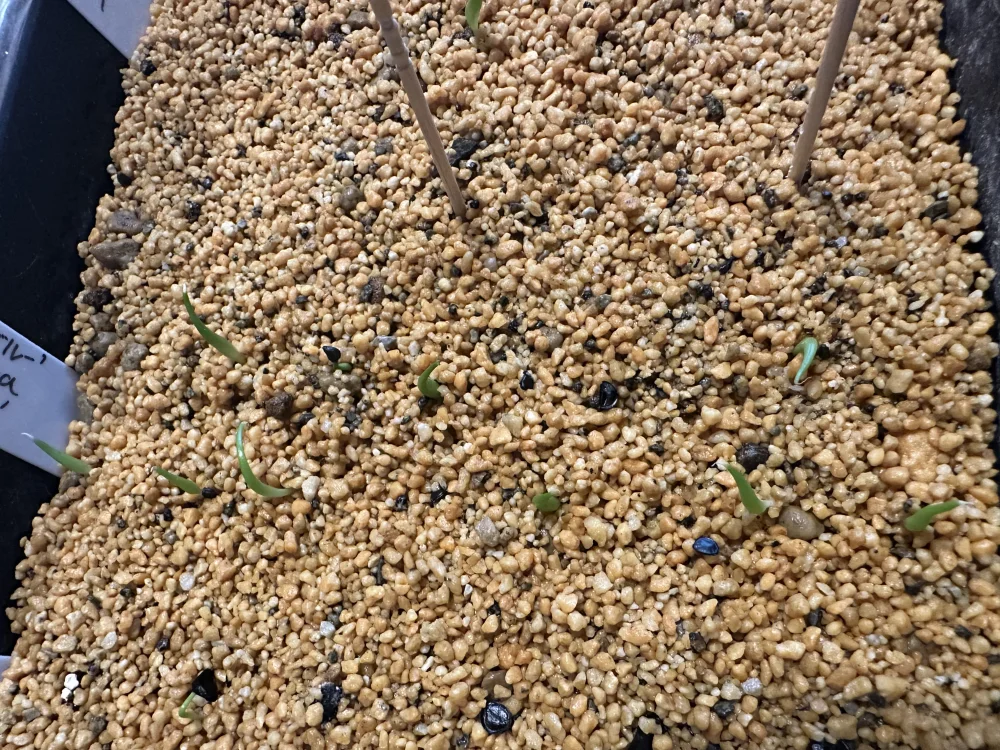 Agave titanota Blue (アガベ チタノタブルー)