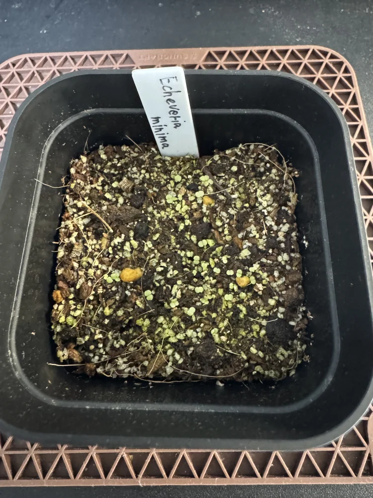 Echeveria minima (エケベリア ミニマ)