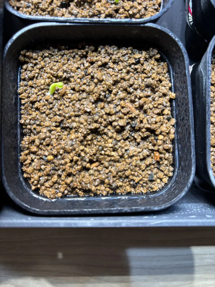 パキポディウム グラキリス Pachypodium rosulatum var. gracilius Lot.2025DEC