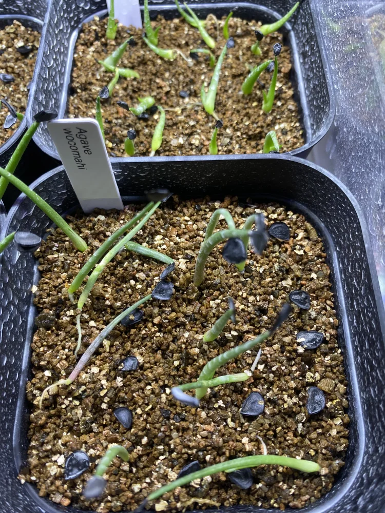  アガベ ワコマヒー Agave wocomahi