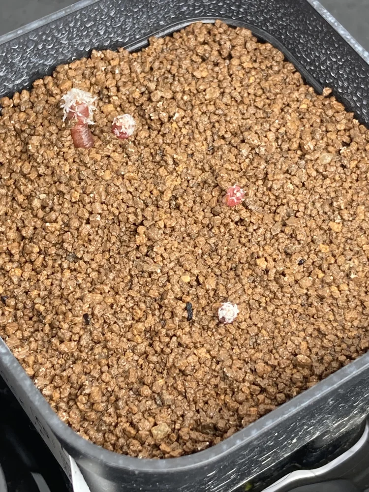 Turbinicarpus klinkerianus Huizache (ツルビニカルプス クリンケリアナス ウィサチェ)