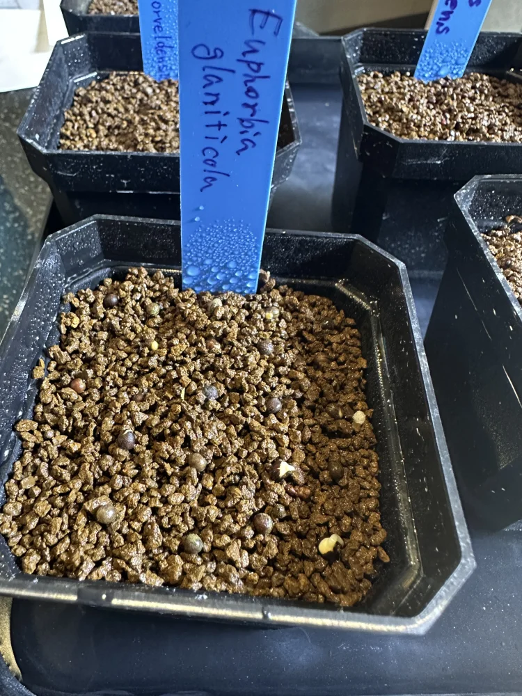 Euphorbia graniticola (ユーフォルビア グラニティコラ)