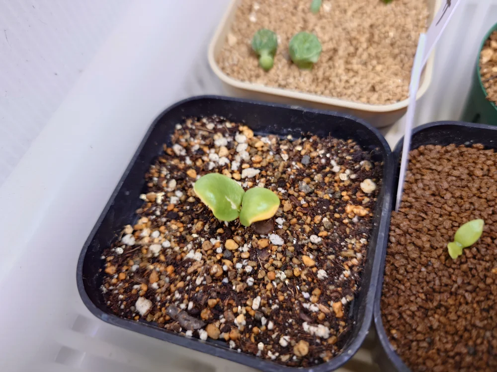 Bolusanthus speciosus (ボルサンサス スペシオサス)