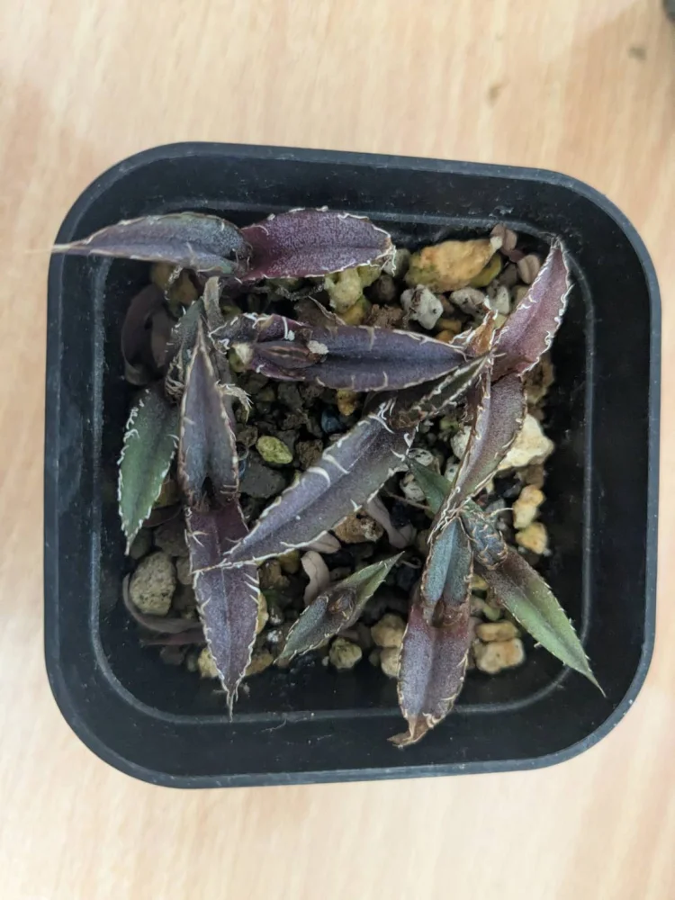 Agave kerchovei (アガベ ワフアパンレッド)