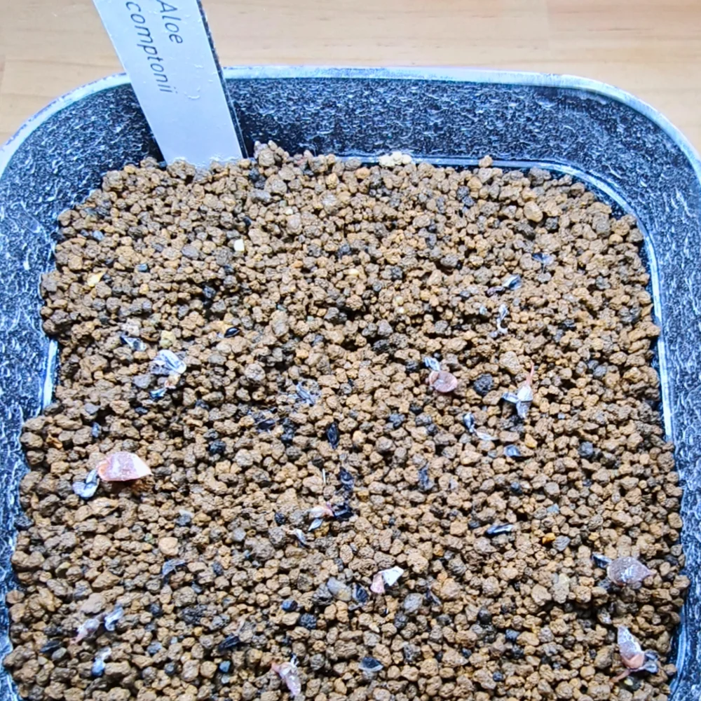 Aloe comptonii (アロエ コンプトニー)
