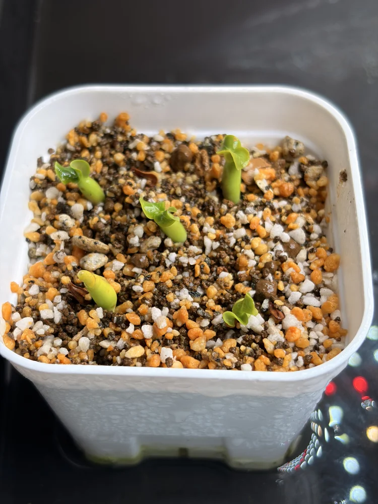 DHA PPL Adenium DHA PPL (アデニウム)