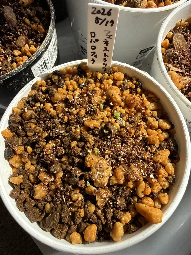 Fenestraria rhopalophylla (フェネストラリア ロパロフィラ 五十鈴玉)