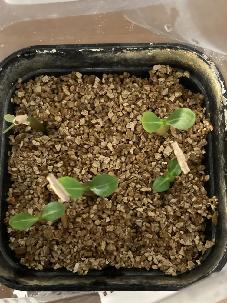 Adenium somalense  Nova Tanzania (アデニウム ノヴァ タンザニア)