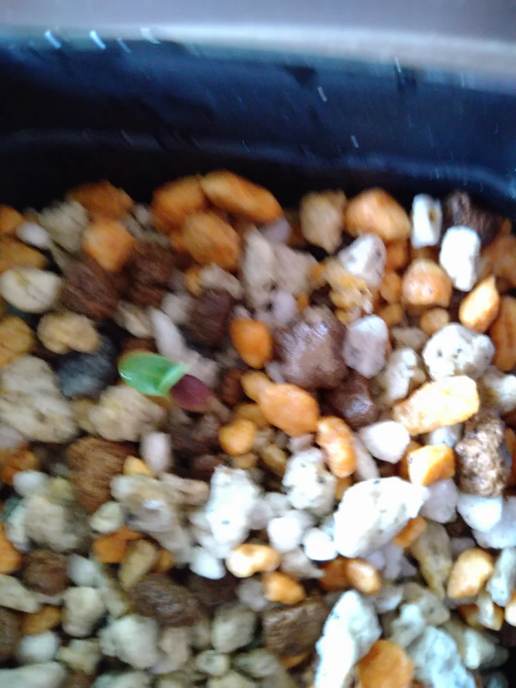 パキポディウム グラキリス Pachypodium rosulatum var. gracilius Lot.2025DEC