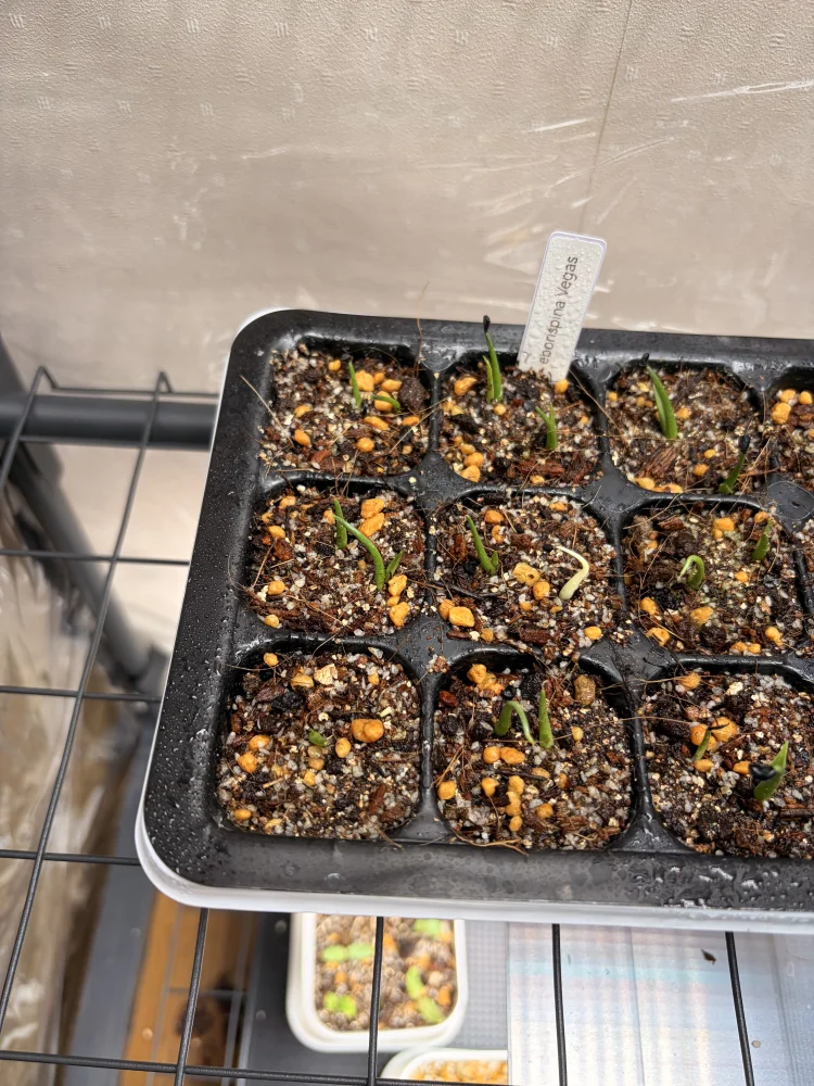 Agave utahensis var. eborispina 'Vegas' (アガベ エボリスピナ ヴェガス)