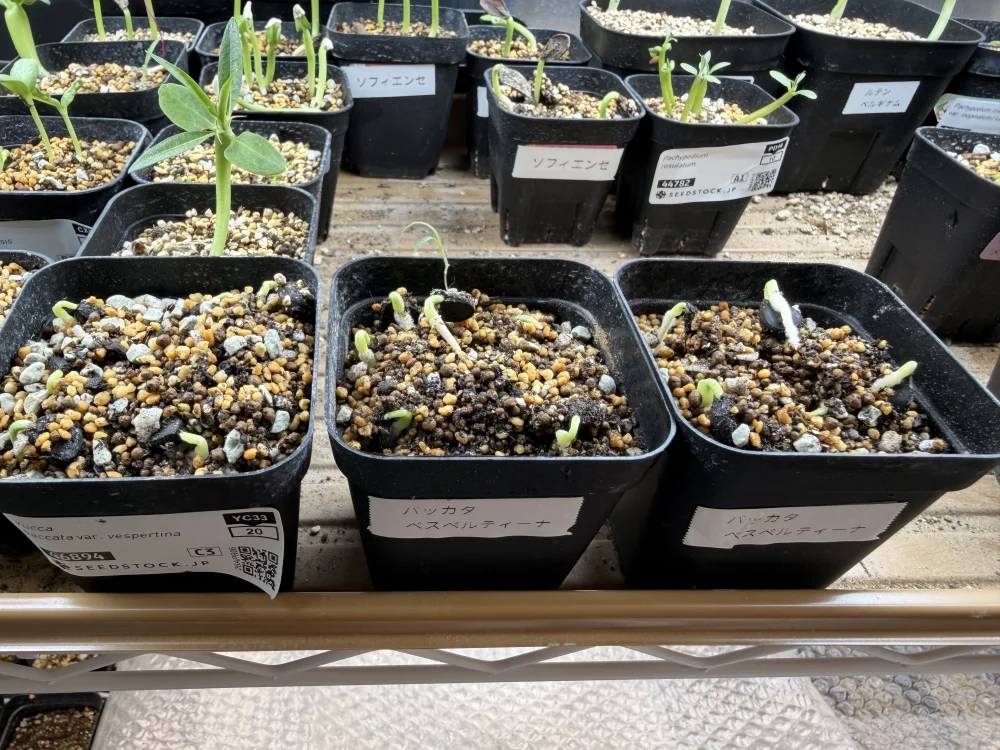 Yucca baccata var. vespertina (ユッカ バッカタ ベスペルティーナ)