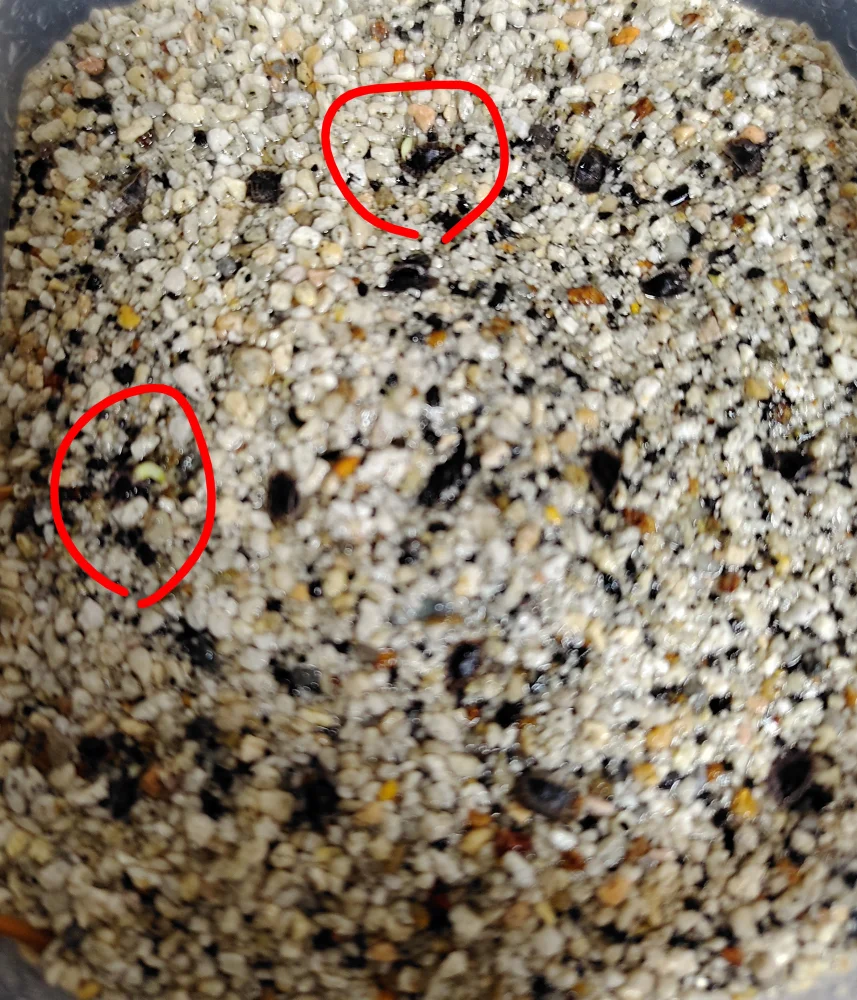 Aloe humilis (アロエ フミリス)