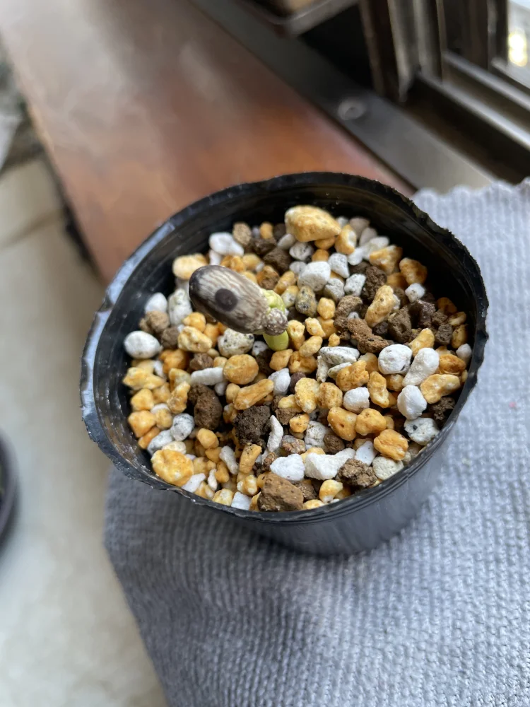 Adansonia gregorii (アダンソニア（バオバブ）グレゴリー)