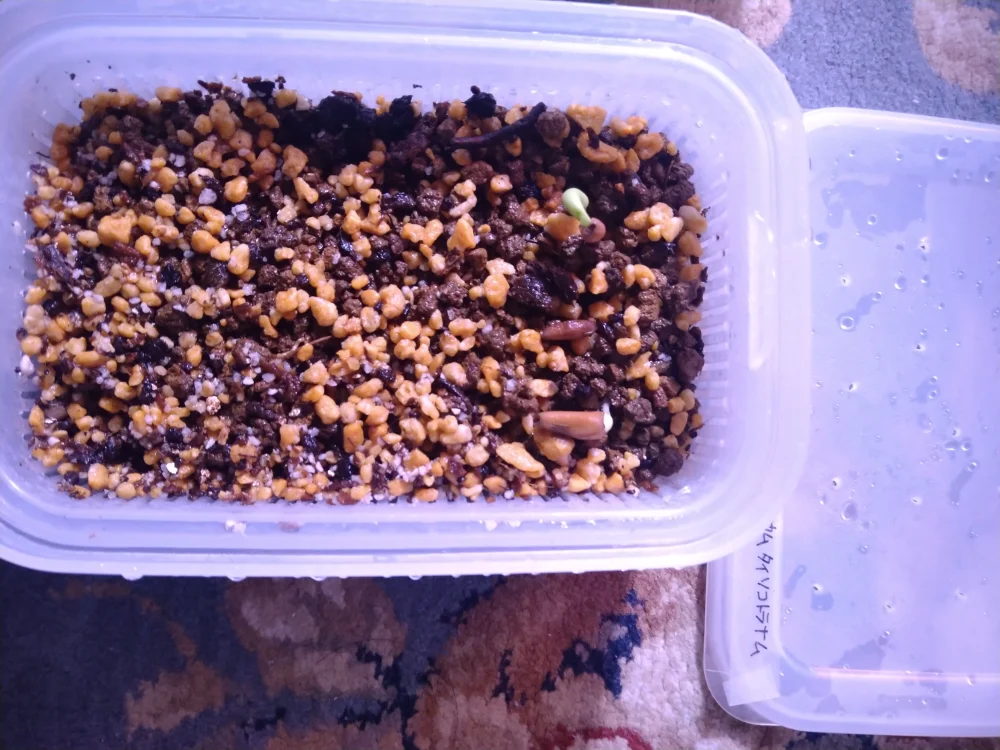 Adenium thai socotranum DHA (アデニウム タイソコ DHA)